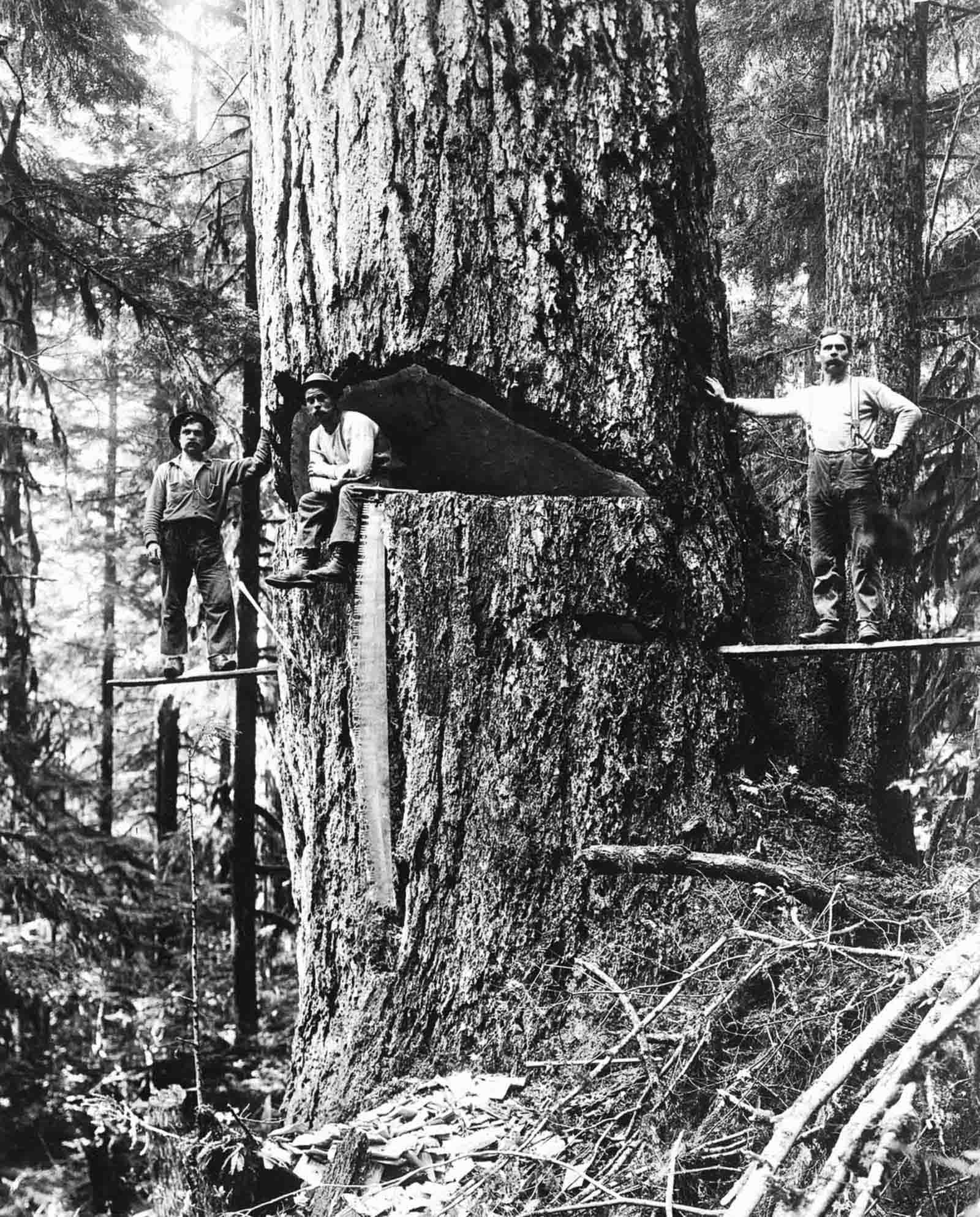 Three lumberjacks pose by a large Douglas fir ready for felling in Oregon, 1918.