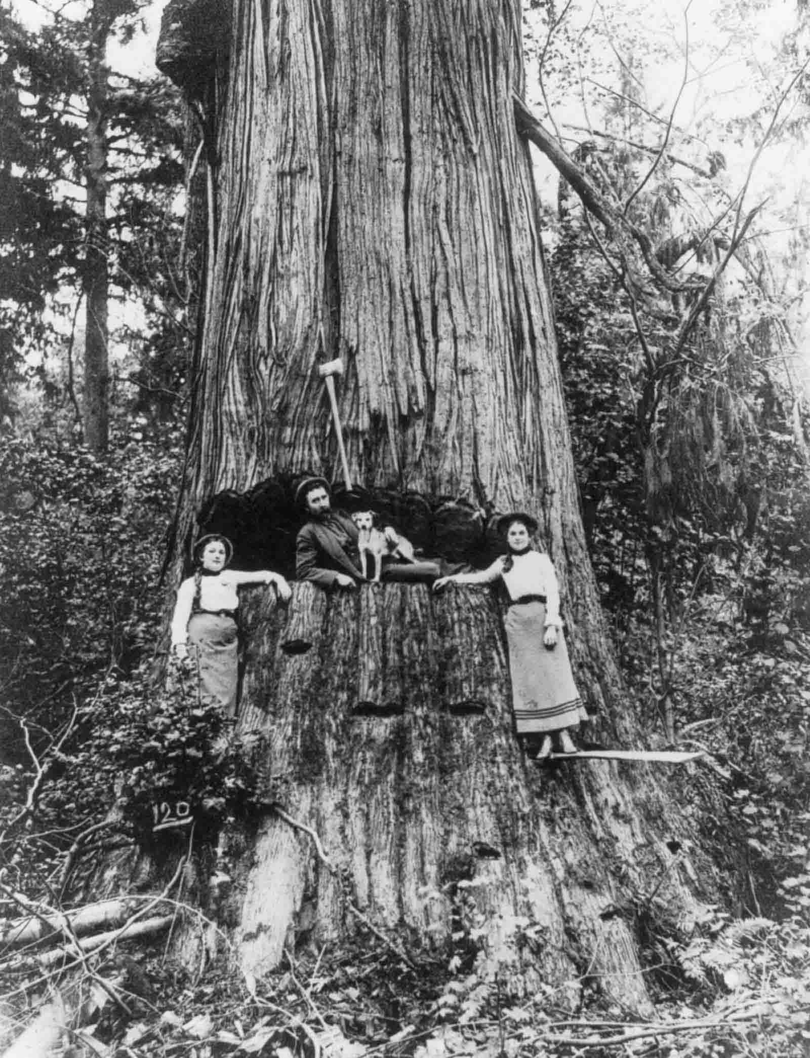 A lumberjack and two women pose in front of a tree near Seattle, Washington, 1905.