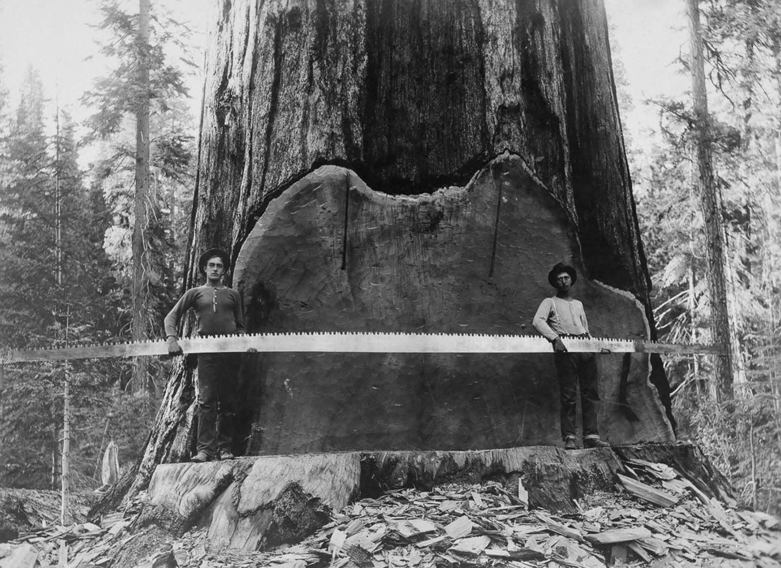 Loggers hold a cross-cut saw across a giant Sequoia tree’s trunk in California, 1917.