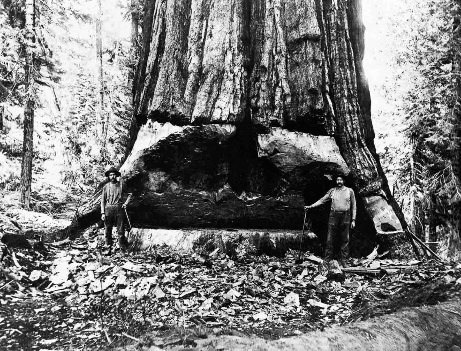 Lumberjacks undercut a giant sequoia tree in California, 1902.