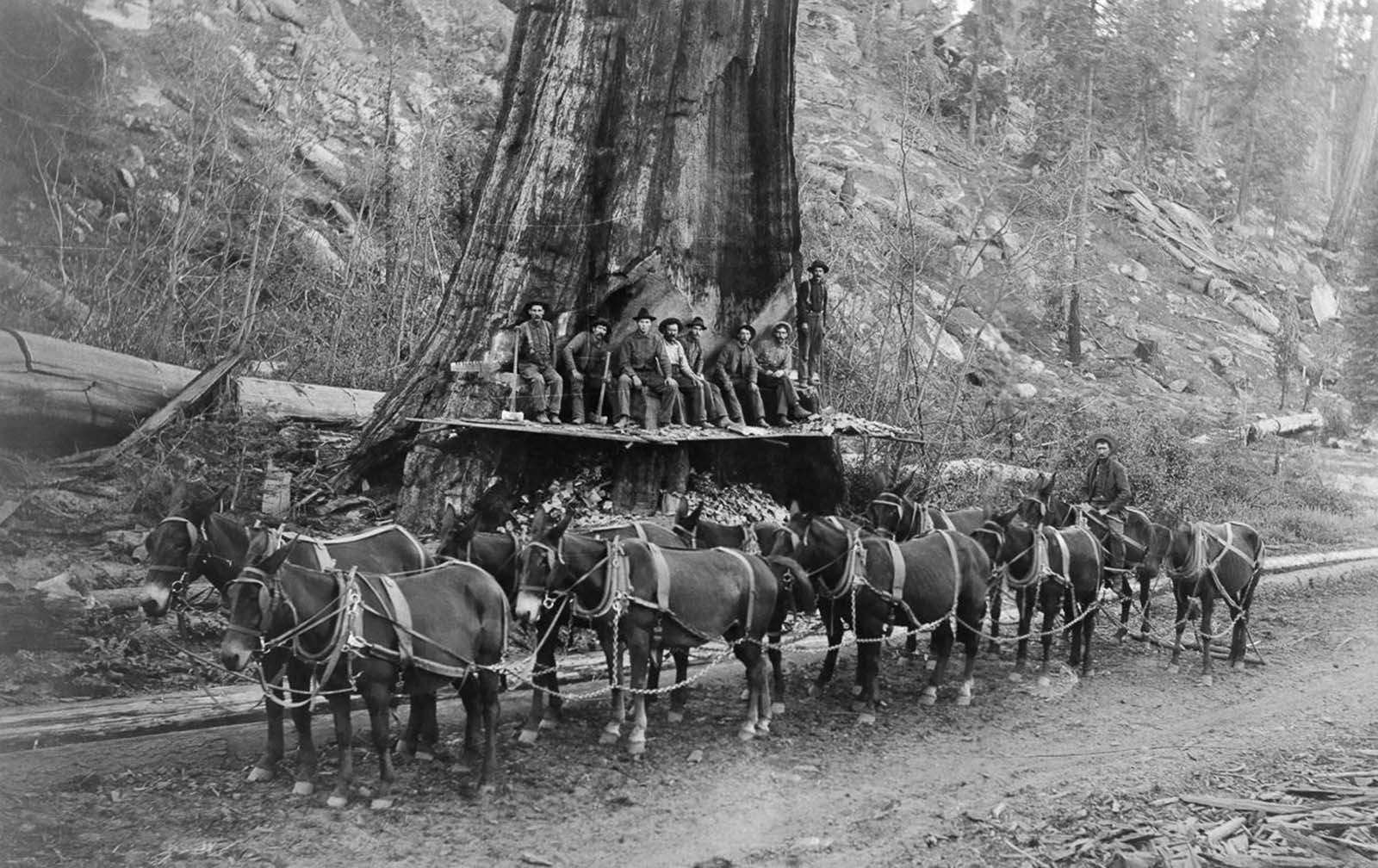 Loggers and a 10-mule team prepare to fell a giant Sequoia tree in California, 1917.
