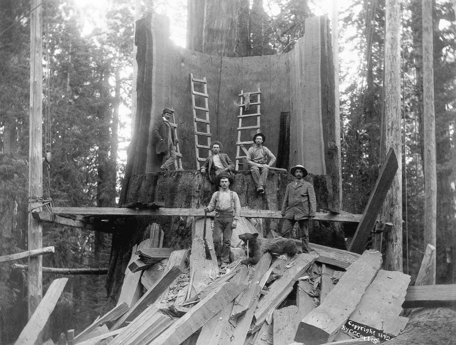 Loggers stand in the trunk of a tree they chopped down at Camp Badger in Tulare County, California, 1900