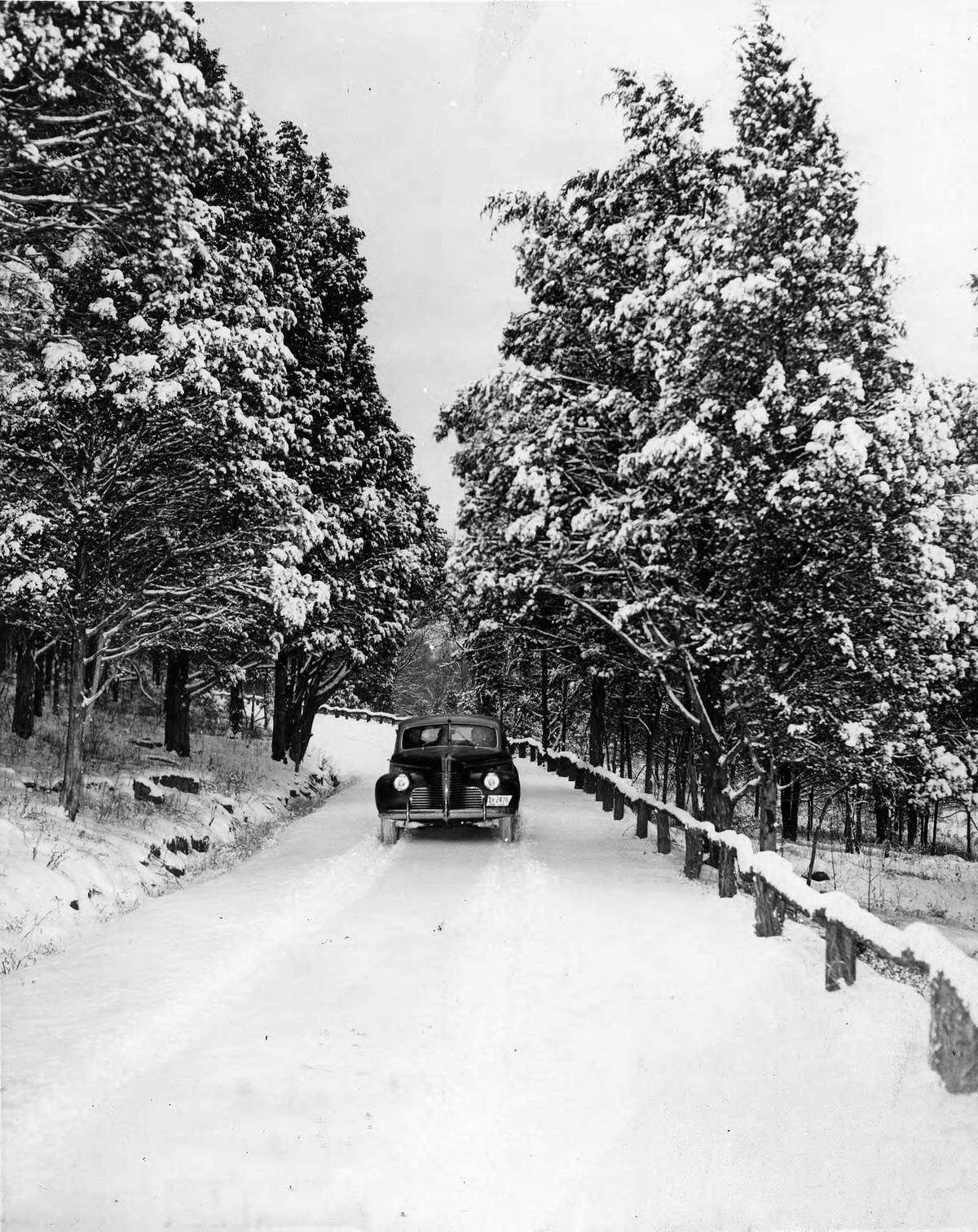 Snowfall in Percy Warner Park, Nashville, Tennessee, 1940