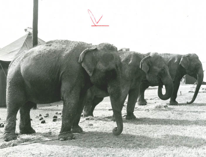 Elephants at the Tennessee State Fair, Nashville, Tennessee, 1970