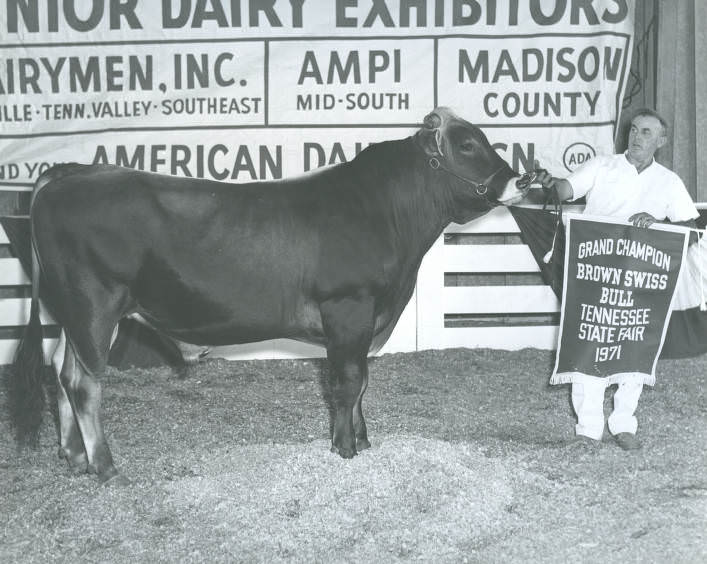 Grand Champion Brown Swiss Bull at the Tennessee State Fair, Nashville, Tennessee, 1971