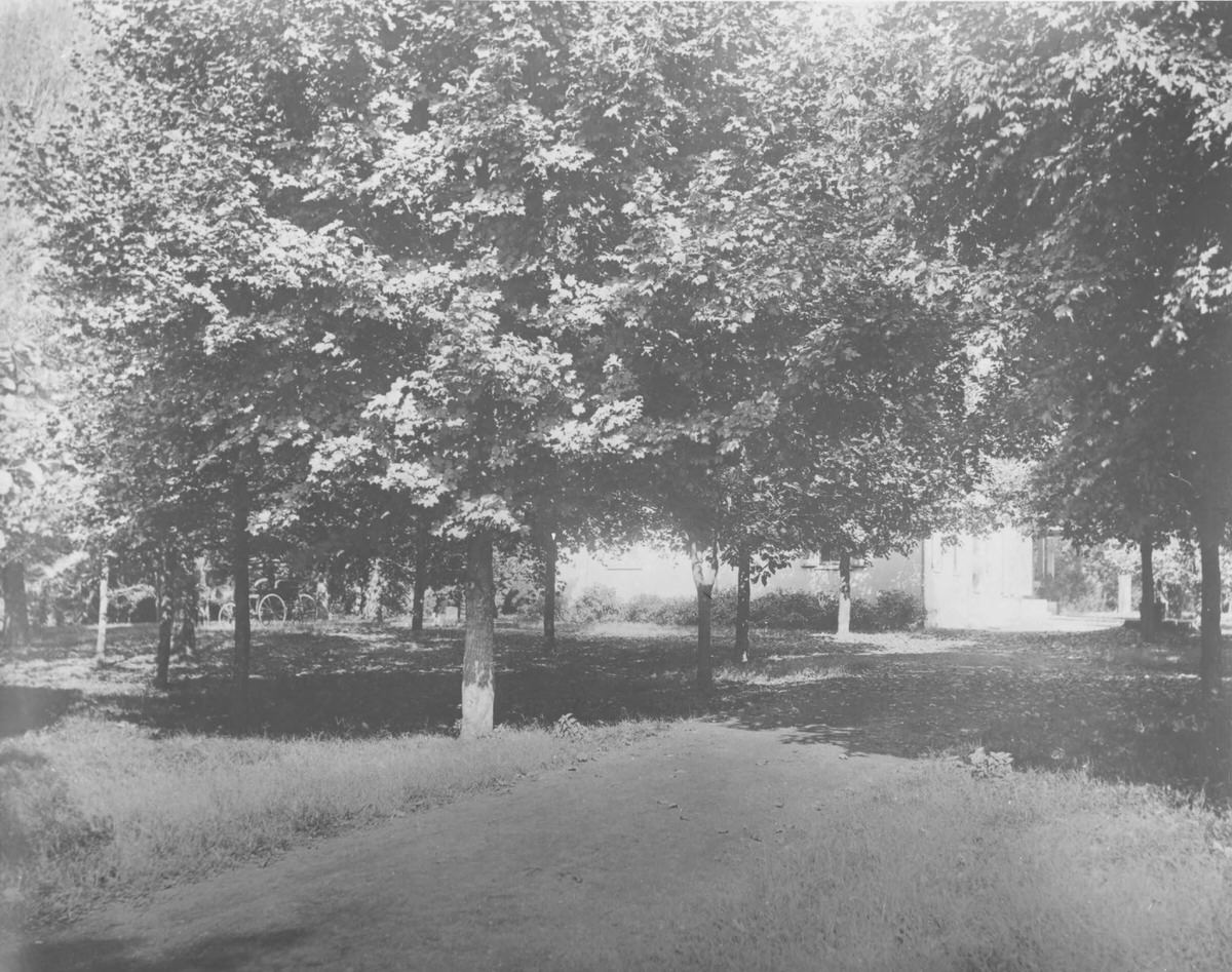 Belle Meade Mansion lawn and drive, 1960s