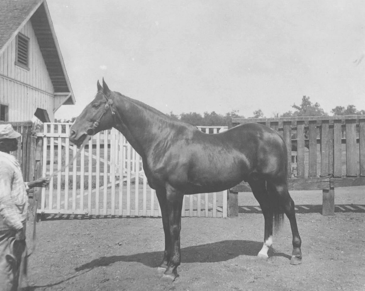 Horse at Belle Meade Plantation being held by stable hand, 1940s