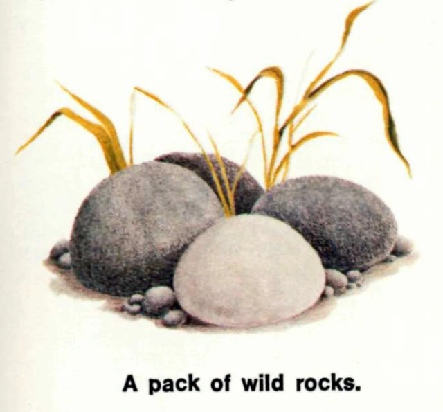 Pet Rock: A Short-Lived Ridiculous Trend that Peaked during the 1975 Holiday Season