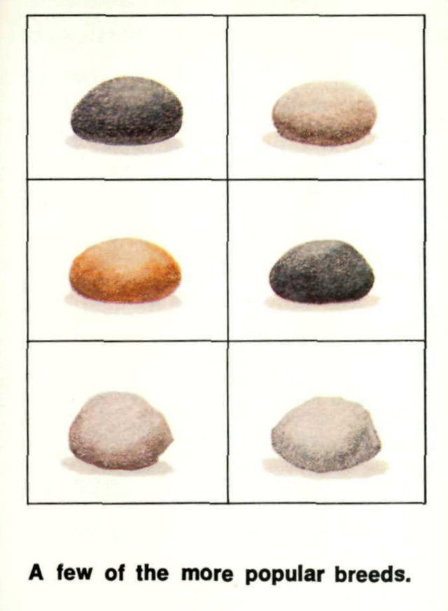 Pet Rock: A Short-Lived Ridiculous Trend that Peaked during the 1975 Holiday Season