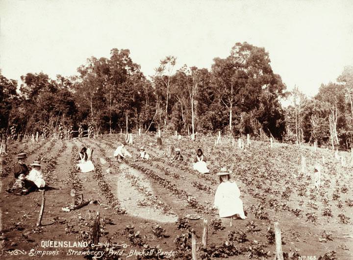 Strawberry field group picking at Simpson's strawberry field, Blackall Range,  1899