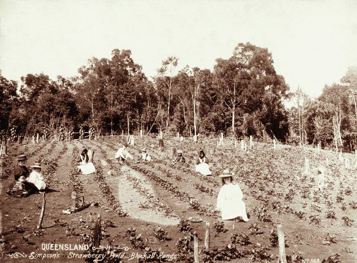 Strawberry field group picking at Simpson's strawberry field, Blackall Range, 1899