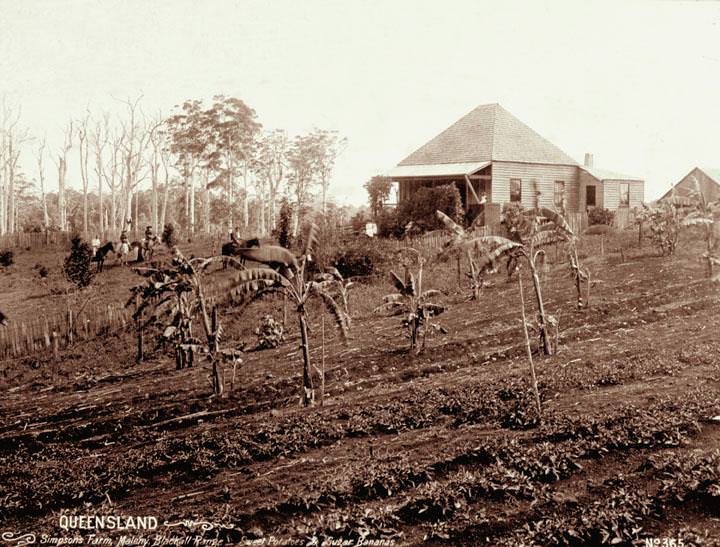Sweet potatoes, sugar bananas, farmhouse and people on horseback at Simpson's farm, Maleny, Blackall Range, 1899