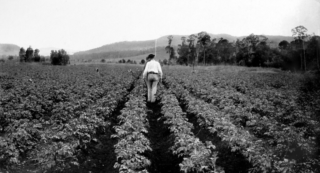 Hilling potatoes, Laidley, 1899