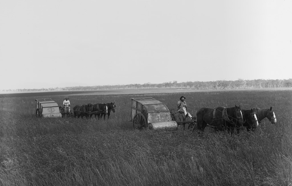 Canning Downs station, Warwick, 16 November 1894