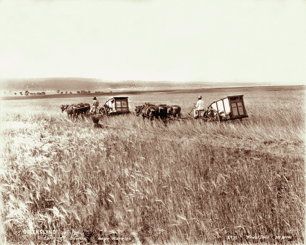 300 acre wheatfield, Canning Downs near Warwick, 16 October 1894