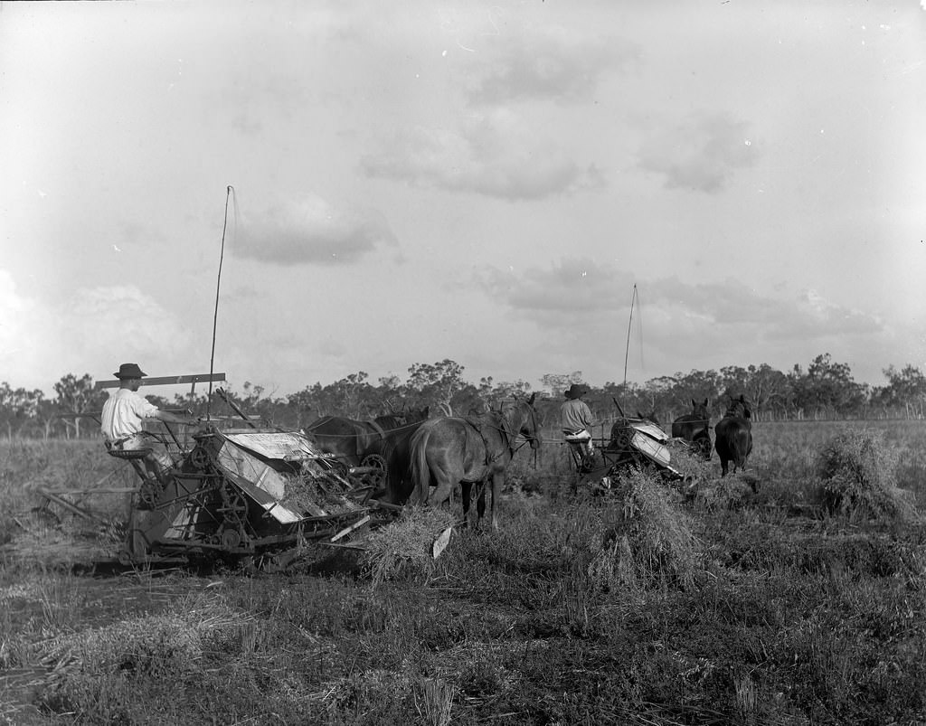 Canning Downs Station, near Warwick