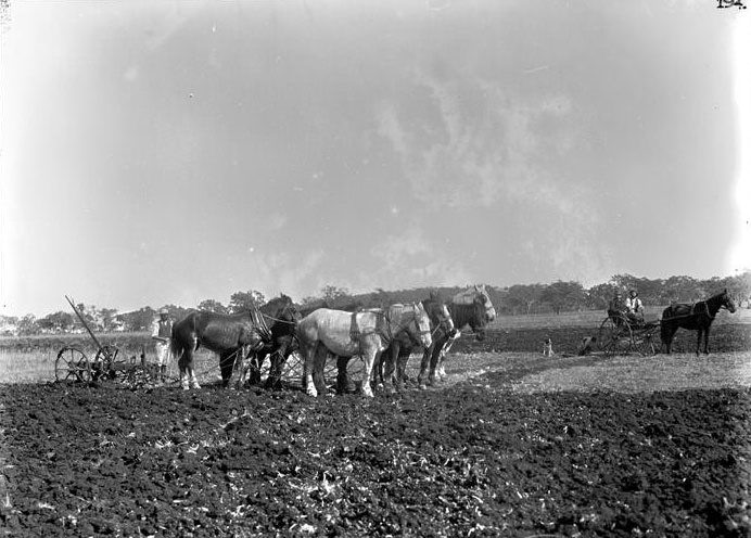 Hambleton's farm, near Toowoomba. No 183, 1898