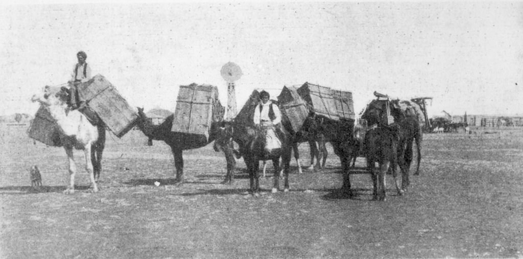 A camel team at Cloncurry, 1890