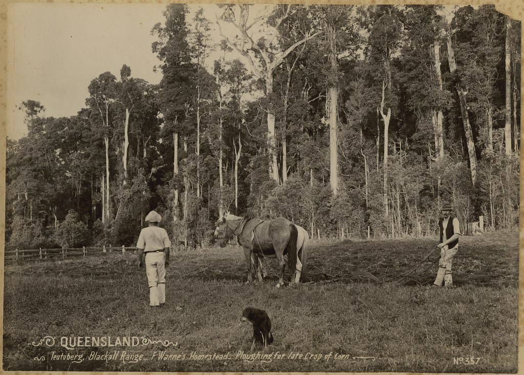 Ploughing for late crop of corn at F Warne's Homestead, Teutoberg, Blackall Range