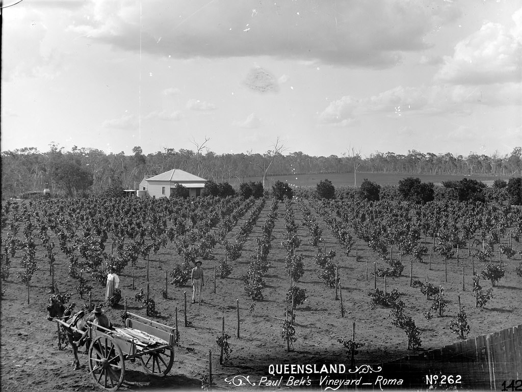 Paul Beks Vineyard, Roma, 1890s