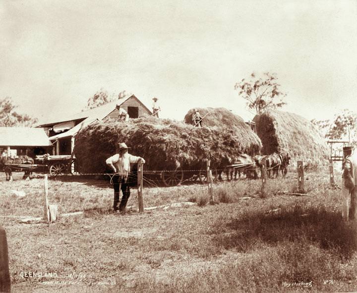 Hay stacking, Green Hills Farm near Warwick, 16 November 1894