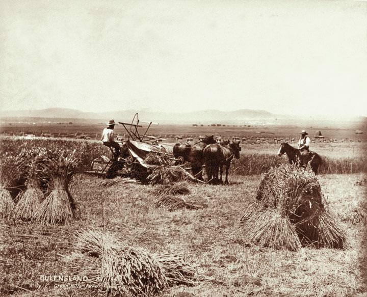 Reaper, binder and stooks at Green Hills Farm near Warwick, 16 November 1894