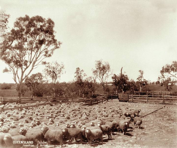 Merino sheep ready for shearing, Jondaryan, 2 November 1894