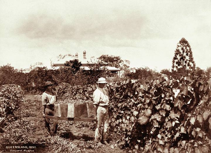 Vineyard and grapepickers with house in background at Nudgee, 1897