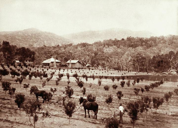 Cherry orchard with horsedrawn plough, Accommodation Creek, 1897