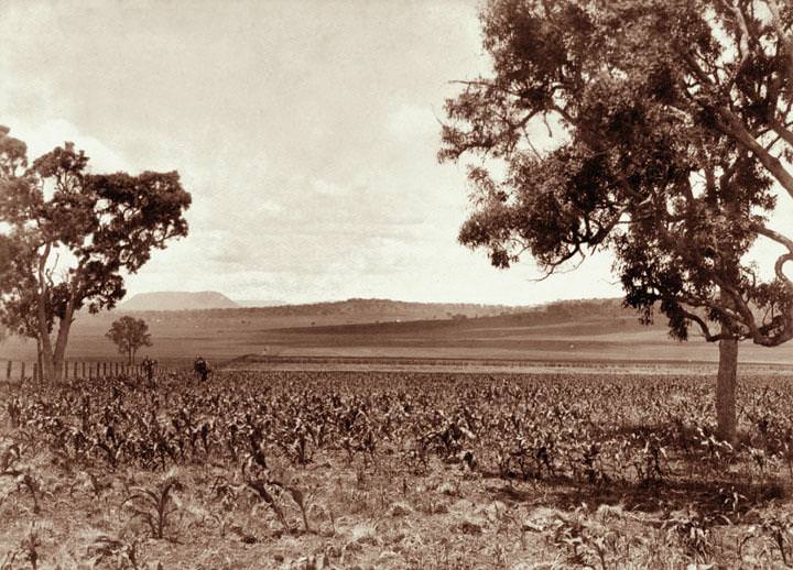 Cornfield at Wilson's farm, Warwick, 1897