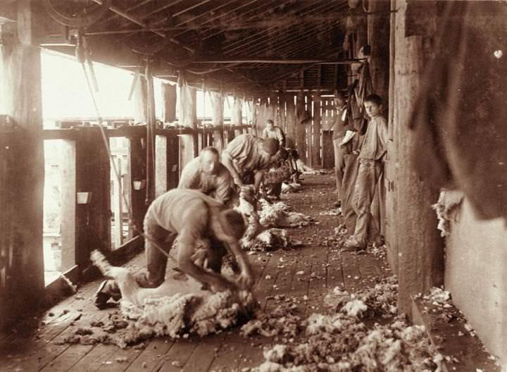 Sheep Shearing at Yandilla, 1898