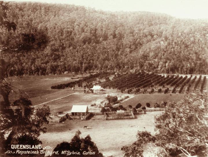 Repsteine's orchard at Mount Sylvia, Gatton, 1898