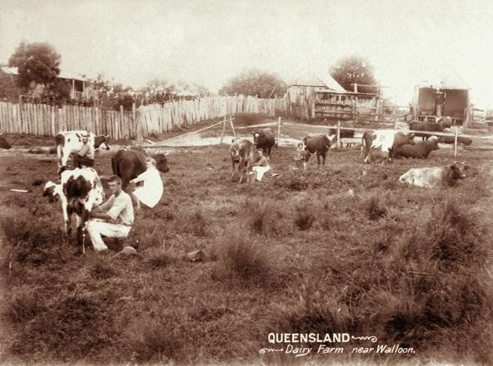 Handmilking at a dairy farm near Walloon, 1898