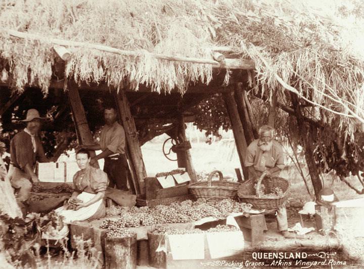 Packing grapes at Atkins vineyard, Roma, 1898