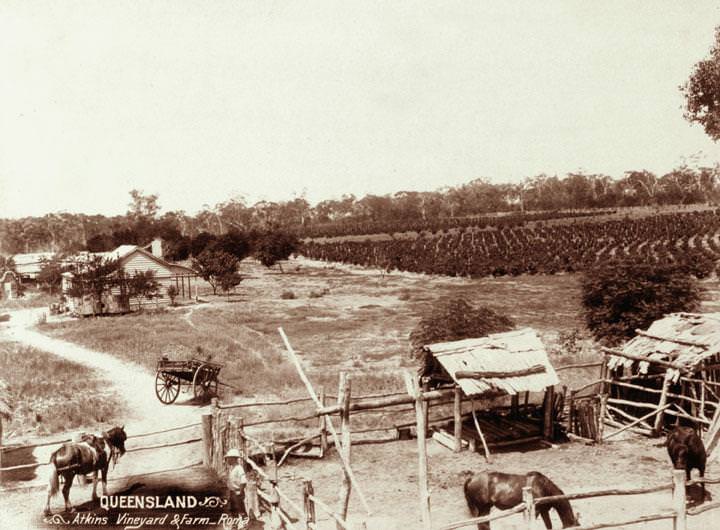 Atkins' farm and vineyard, Roma Region, 1898