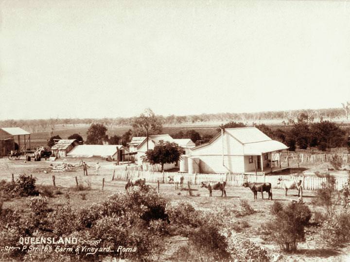 Smith's farm and vineyard at Roma, 1898