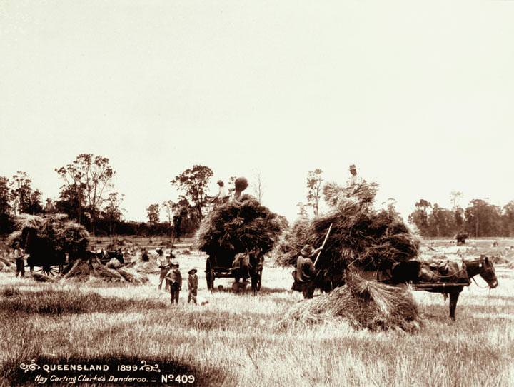 Hay carting at Clarke's farm, Danderoo, 1899