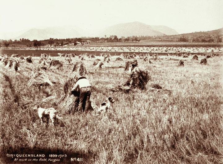 Workers in field stacking wheat, Yangan, 1899