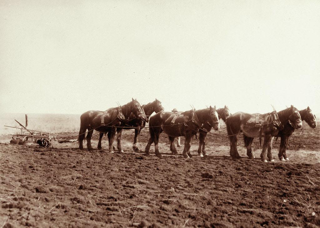 On Moffat's Farm Headington Hill Estate, 21 May 1898