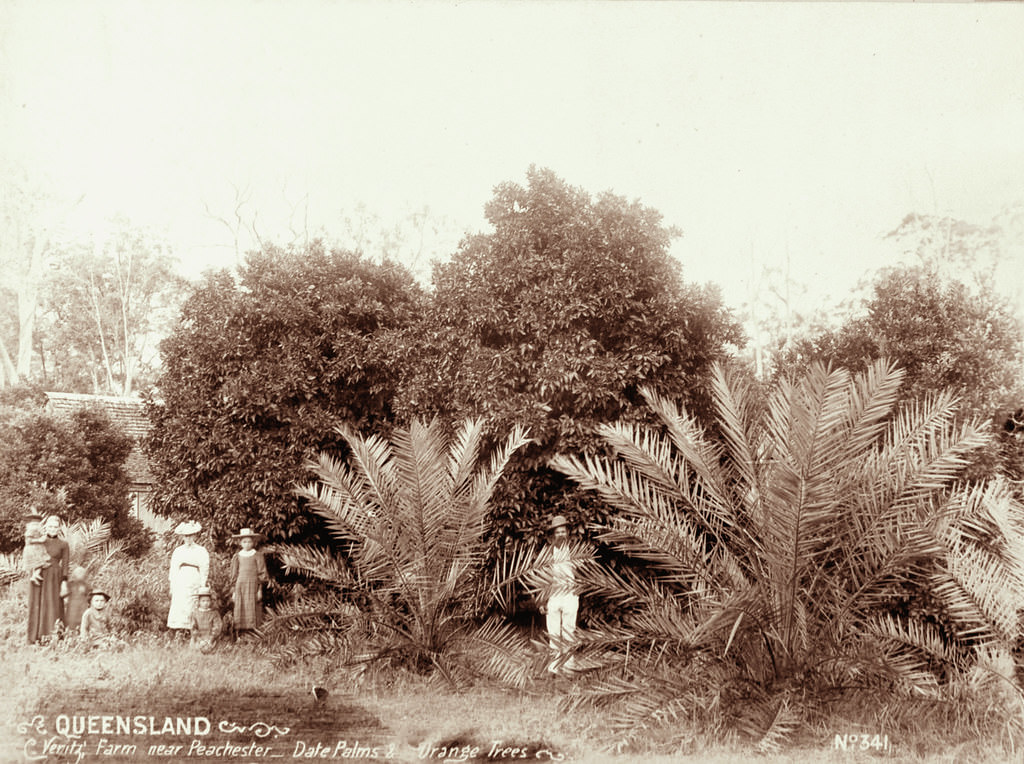 Veritz Farm near Peachester, Date Palms, Orange Trees, 1899