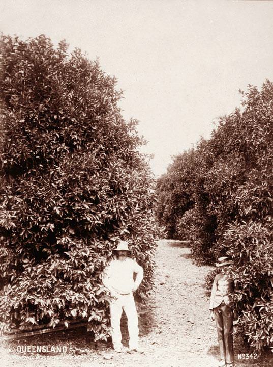 Orange Trees near Peachester, 1899