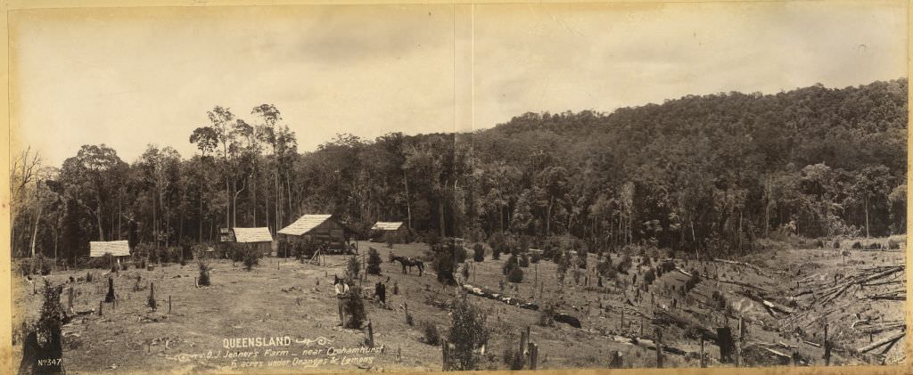 Jenner's Farm, near Crohamhurst, 6 acres under oranges and lemons, 1899