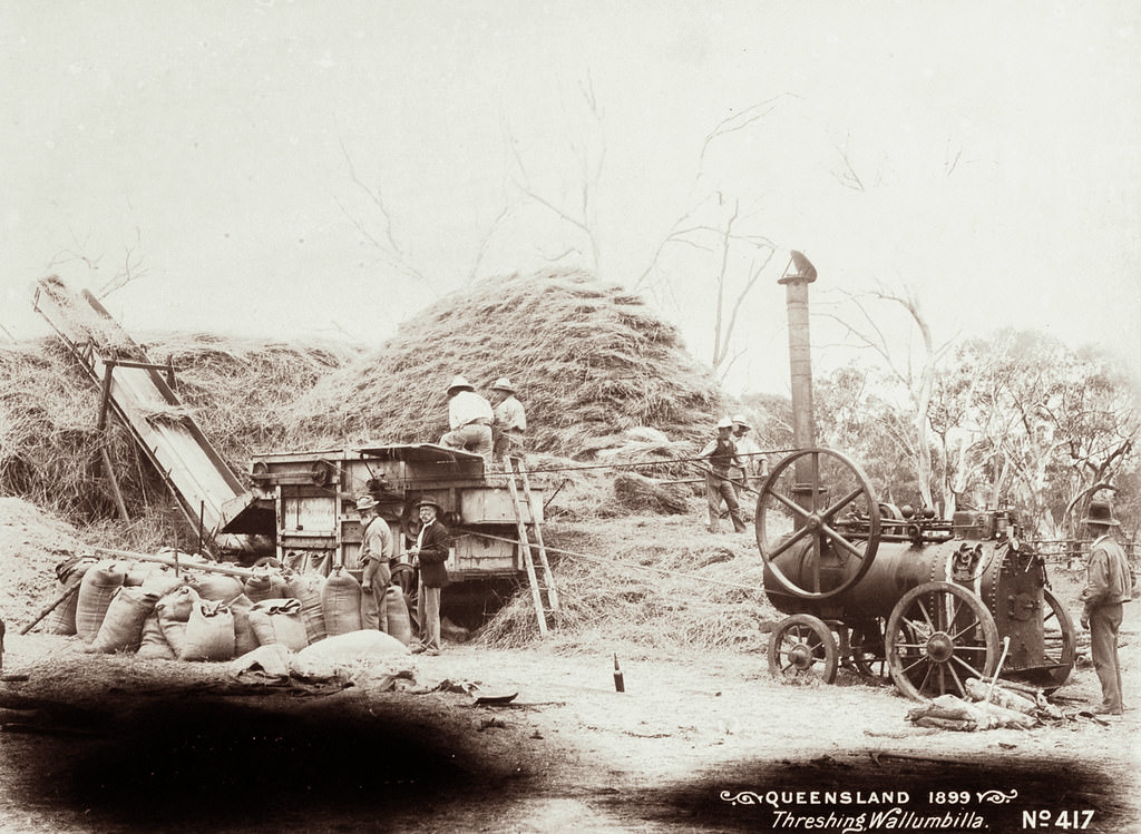 Threshing at Wallumbilla, 1899