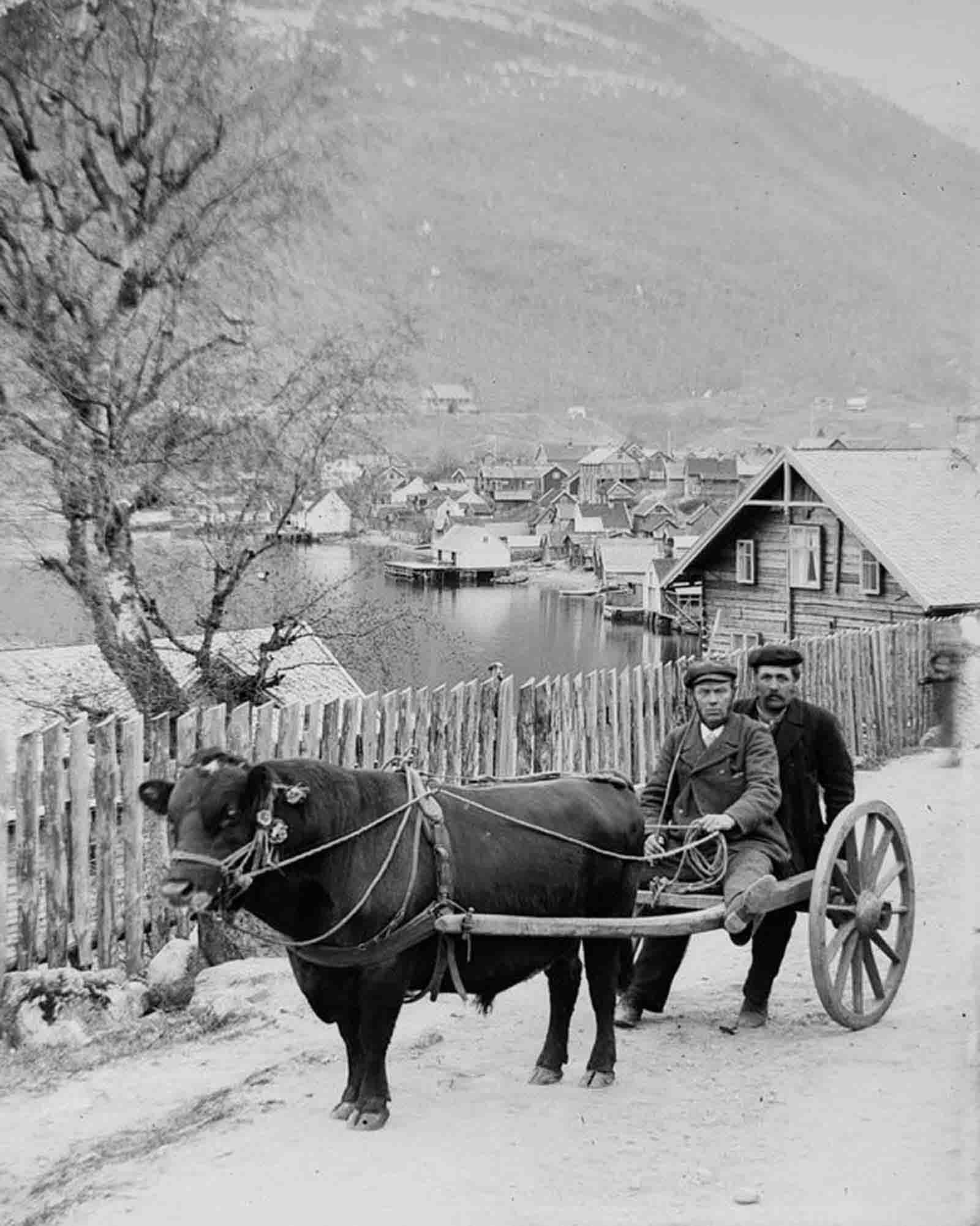 Nils Hove and Ingebrigt Nes ride a bull cart in Sogndal.