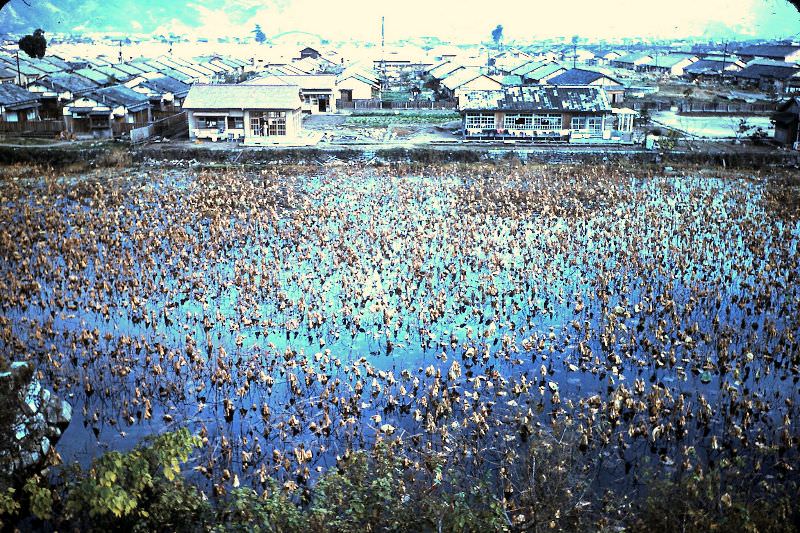 Lotus filled moat of Hiroshima Castle