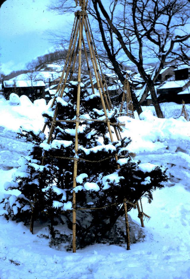 Tree tying at Noboribetsu