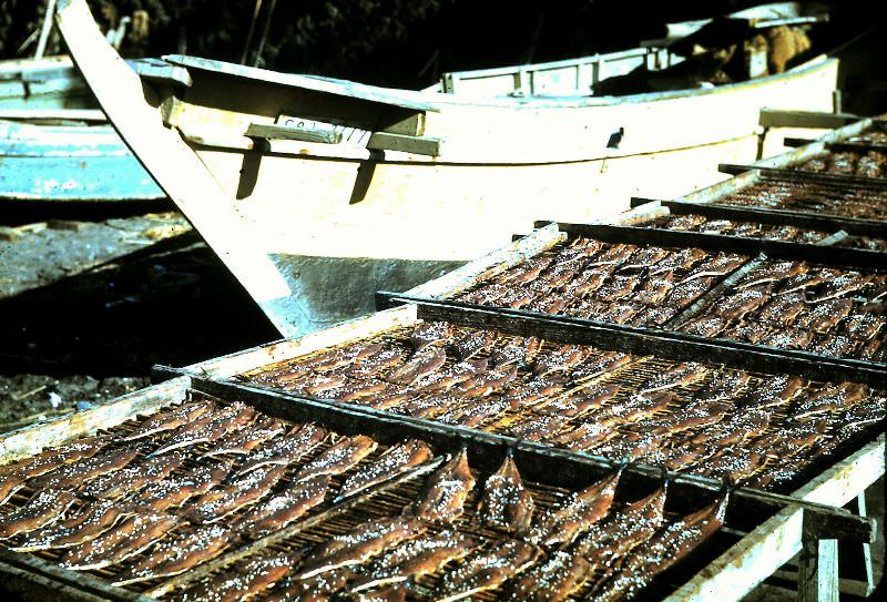 Fish drying in the sun in Numazu, Shizuoka