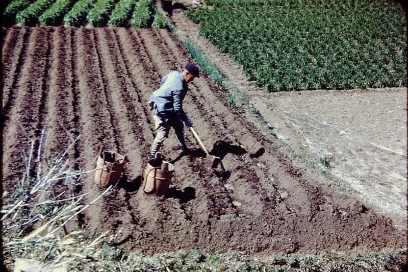 Fertilizing, Japan, 1950