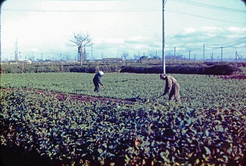 Teamwork, Japan, 1950