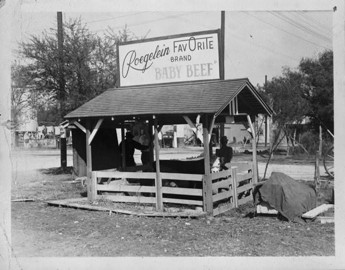 Bull in Roegelein Packing Company, 1930s